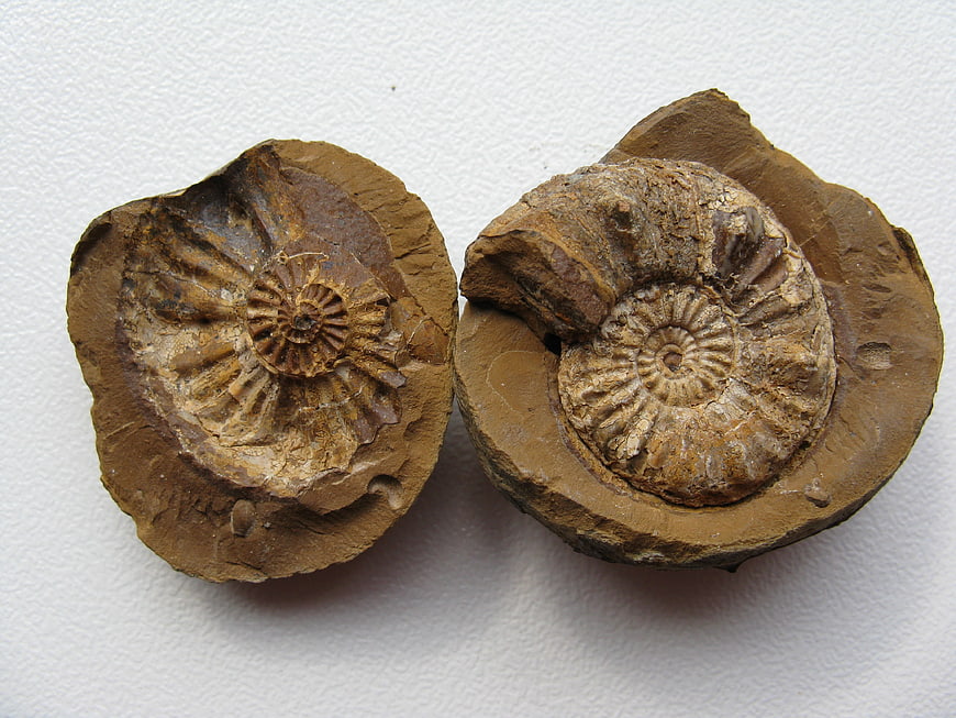 Two Ammonite Fossils Embedded In Brown Limestone Rock