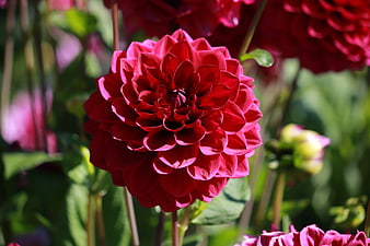 Vibrant Red Dahlia Flower Close-Up in Garden