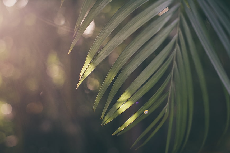Sunlit Palm Leaf with Bokeh Background