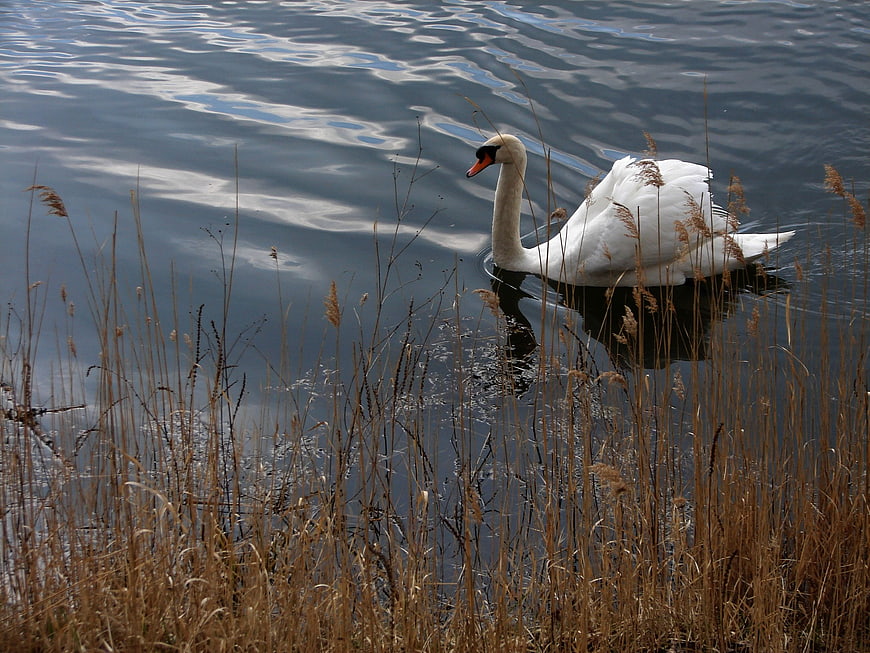 White swan swimming in calm lake with dry reeds