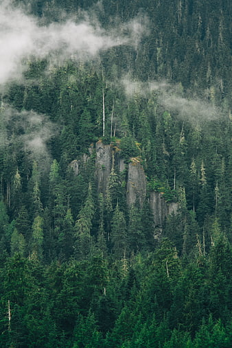 Misty Evergreen Forest with Rocky Outcrop