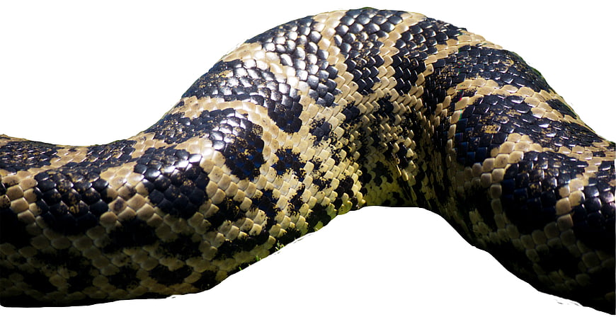 Close-up of python snake scales texture on white background
