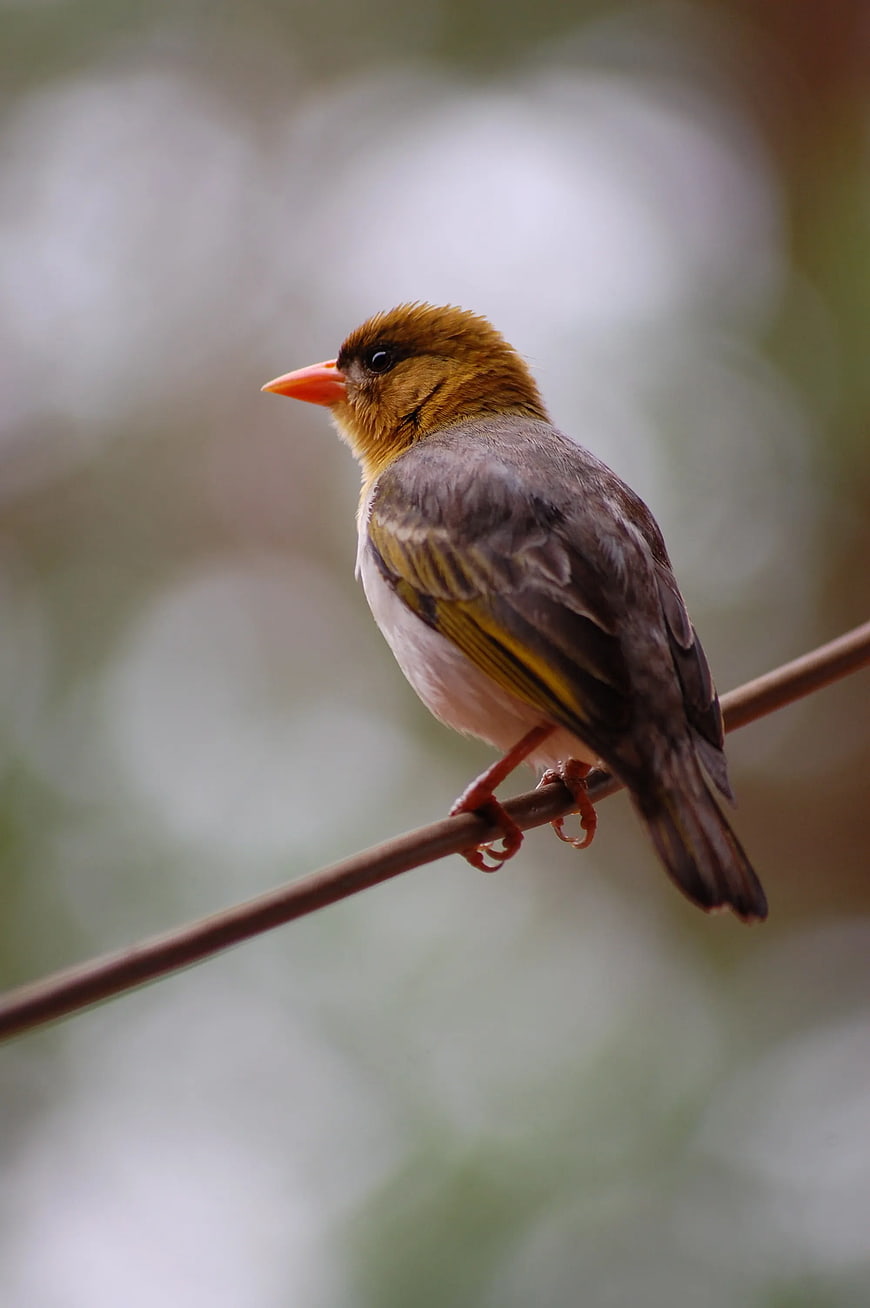 Common Iora Bird Perched on Branch with Blurred Background