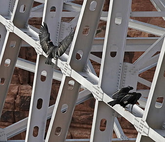 Black Birds Perched on Steel Bridge Truss Structure