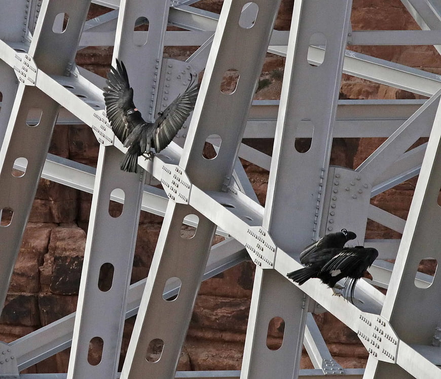 Black Birds Perched on Steel Bridge Truss Structure