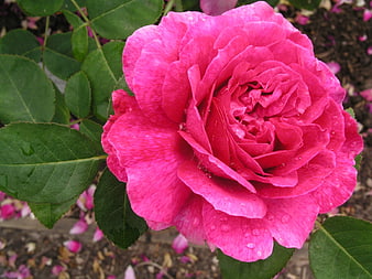 Vibrant Pink Rose with Water Droplets Close-Up