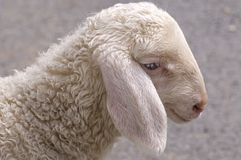 Close-up profile of a young lamb with curly wool and long ears