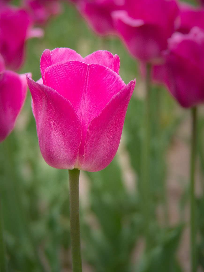 Close-up of a vibrant pink tulip in a garden