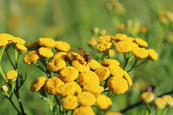 Hoverfly on yellow tansy flowers in a sunny meadow