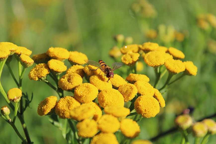 Hoverfly on yellow tansy flowers in a sunny meadow