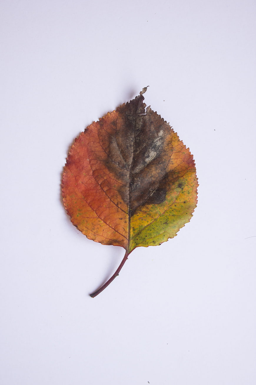 Dried autumn leaf on white background