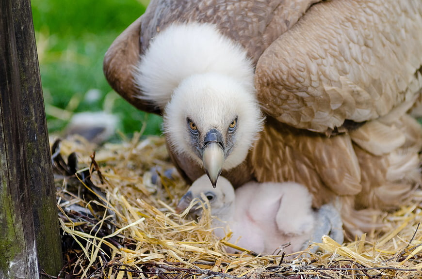 Egyptian Vulture Parent and Chick in Nest