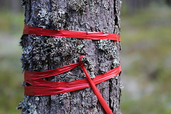 Red ribbon tied around a lichen-covered pine tree trunk