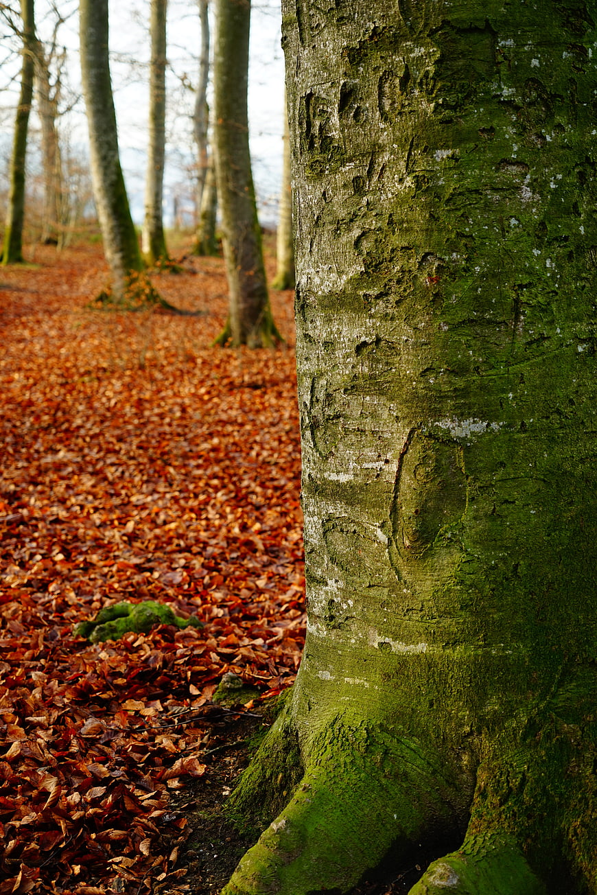 Mossy Tree Trunk in Autumn Forest with Fallen Leaves