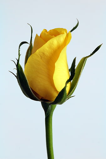 Close-up of a Yellow Rose Bud on White Background