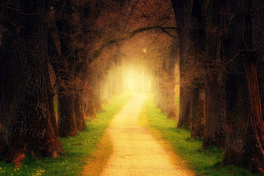 Mystical Forest Path with Golden Light and Fog