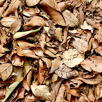 Textured Background of Dry Brown Autumn Leaves