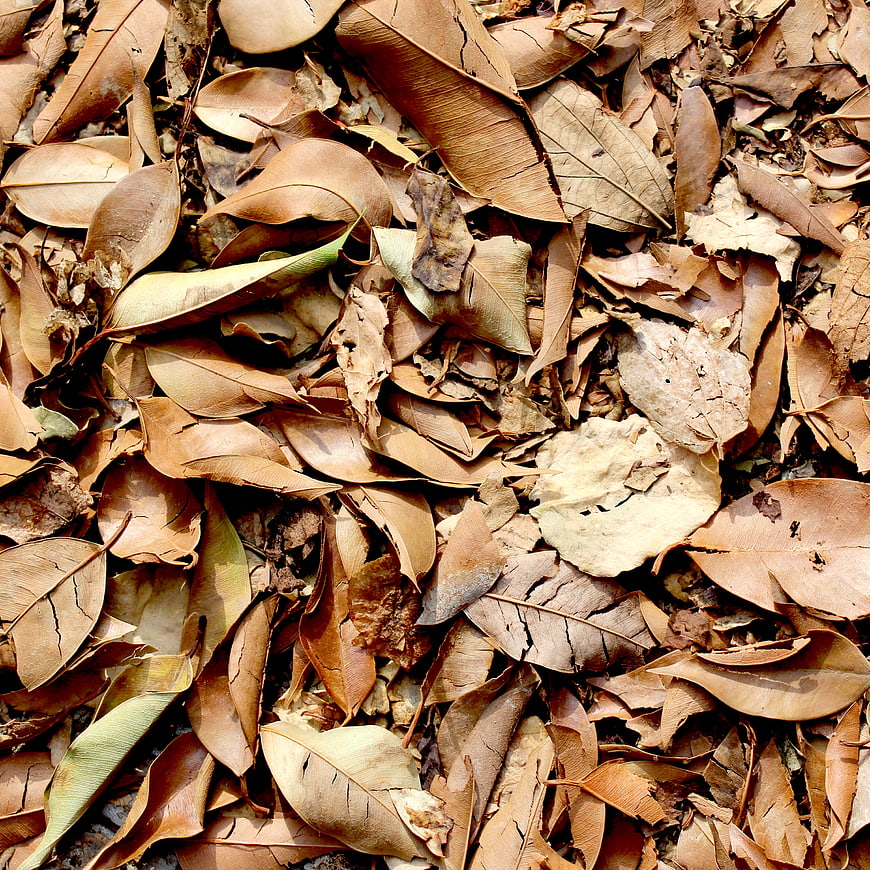 Textured Background of Dry Brown Autumn Leaves