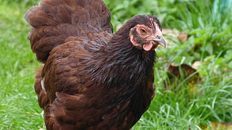 Brown Dwarf Wyandotte Hen on Green Grass
