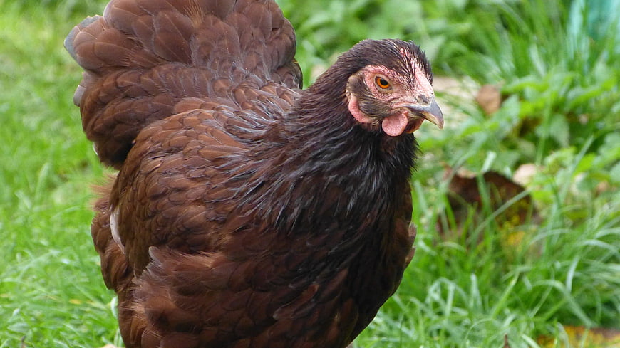 Brown Dwarf Wyandotte Hen on Green Grass