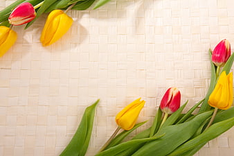Spring Tulip Floral Frame Background