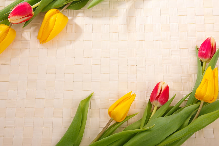 Spring Tulip Floral Frame Background