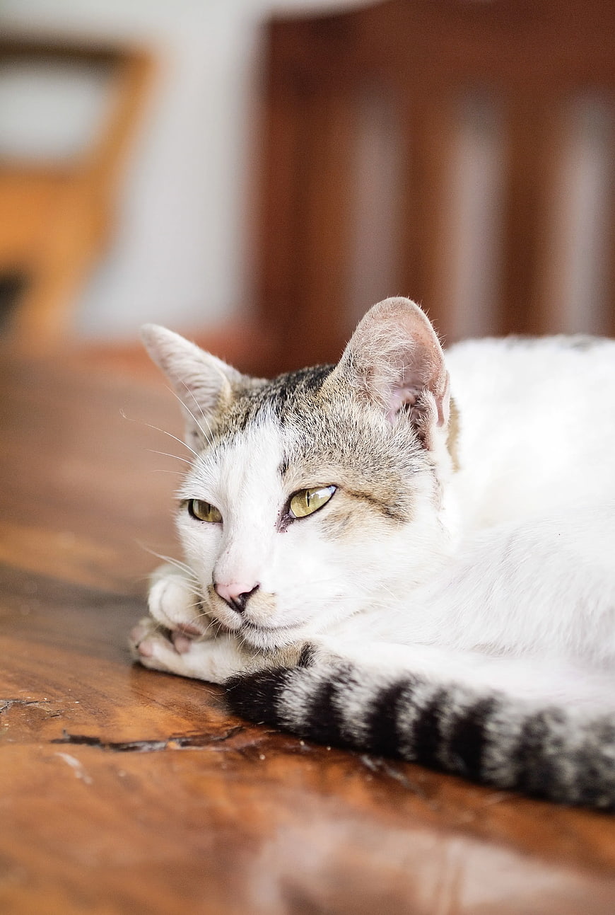 White and Tabby Cat Resting on Wooden Table