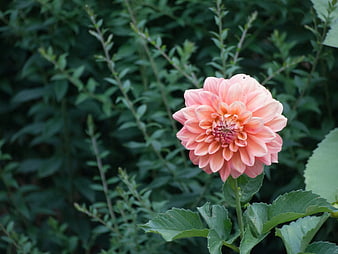 Pink Dahlia Flower in Garden with Green Foliage