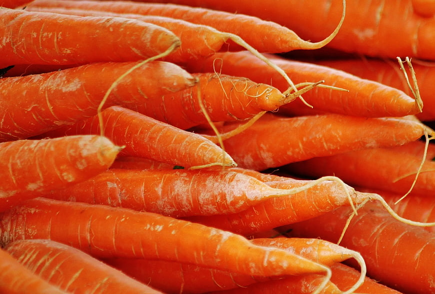 Close-up of fresh orange carrots with roots