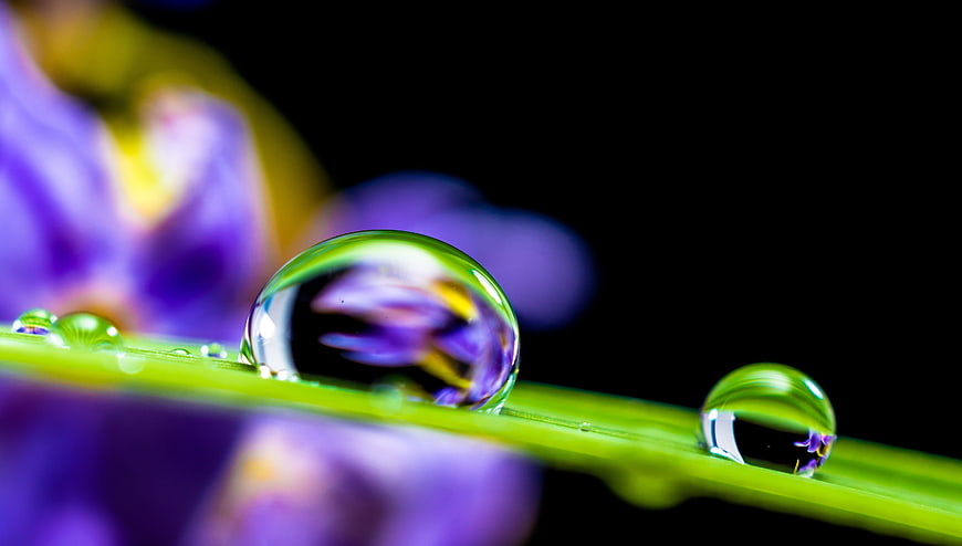 Macro water droplets on green leaf with purple flower background
