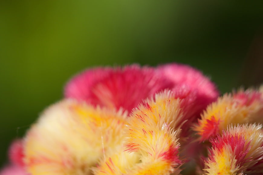 Close-up of colorful cockscomb flowers with soft focus background