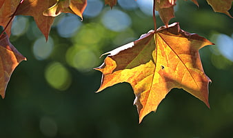 Sunlit autumn maple leaf with bokeh background