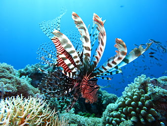 Vibrant Lionfish Swimming Above Coral Reef Underwater