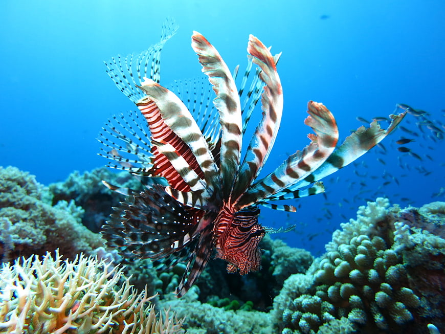 Vibrant Lionfish Swimming Above Coral Reef Underwater