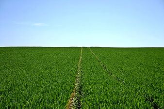 Vibrant Green Wheat Field with Tractor Tracks Under Blue Sky