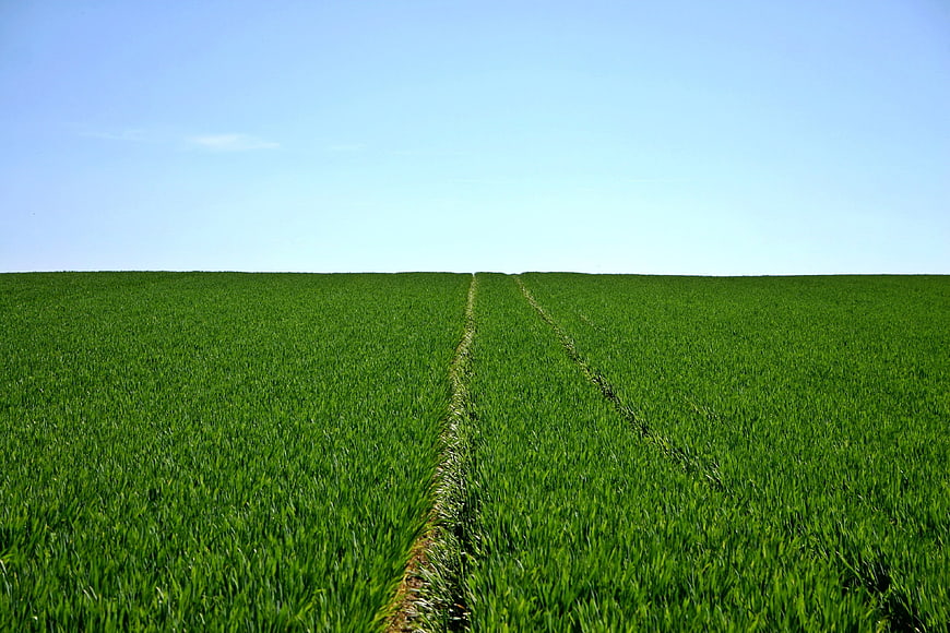 Vibrant Green Wheat Field with Tractor Tracks Under Blue Sky