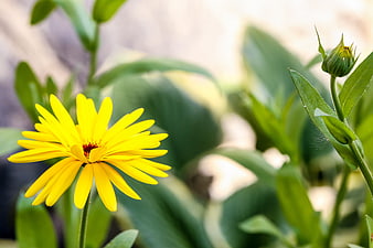 Close-up of a vibrant yellow flower in a garden