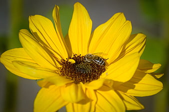 Close-up of a Honey Bee Pollinating a Yellow Sunflower