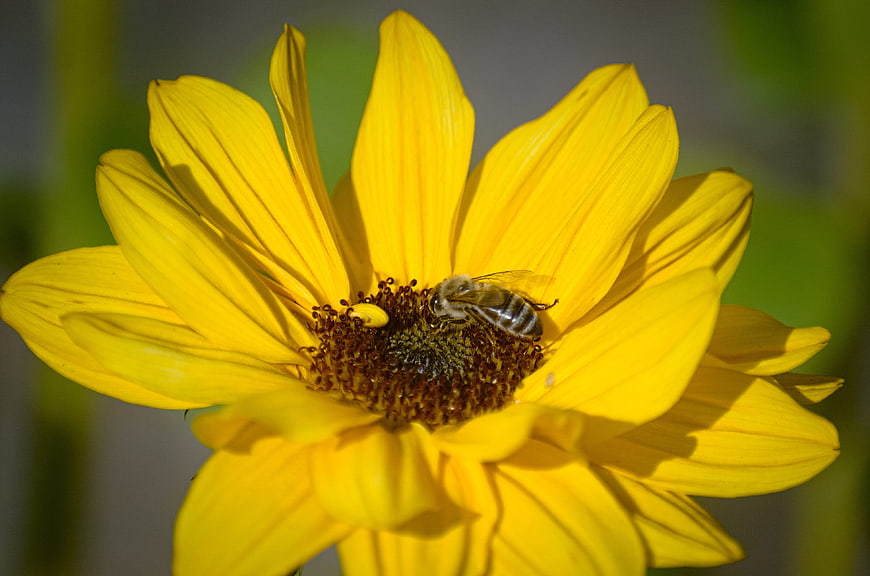 Close-up of a Honey Bee Pollinating a Yellow Sunflower