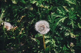 Close-up of a white dandelion seed head in green grass