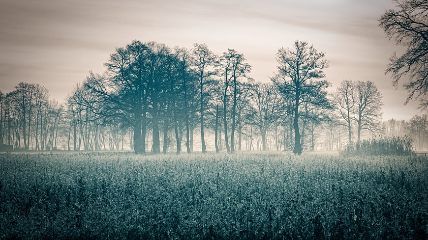 Misty Autumn Field With Silhouetted Trees And Foggy Sunrise
