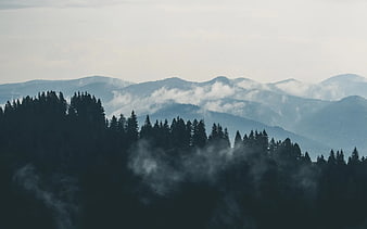 Misty mountain landscape with pine forest and fog