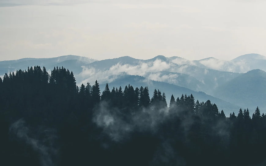 Misty mountain landscape with pine forest and fog