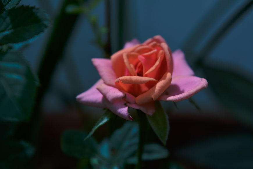 Close-up of a pink rose with soft lighting and blurred background