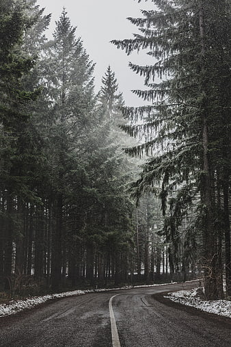 Winding Road Through Snowy Pine Forest in Winter