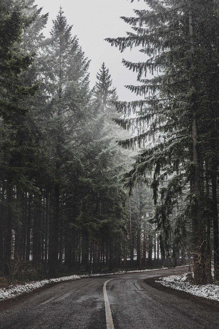 Winding Road Through Snowy Pine Forest in Winter