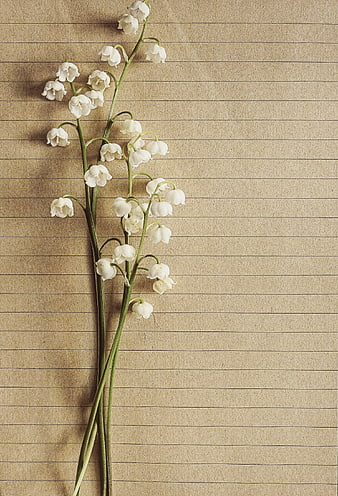 Lily of the Valley Flowers on Vintage Lined Paper Background