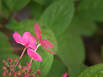 Close-up of vibrant pink hydrangea flower with green leaves