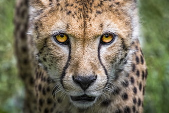Close-up portrait of a cheetah face with intense yellow eyes