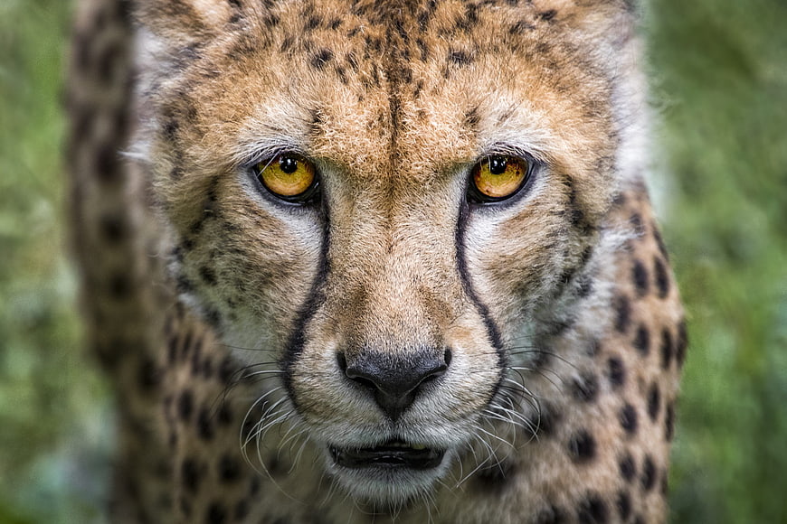 Close-up portrait of a cheetah face with intense yellow eyes